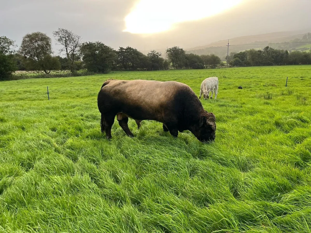 Bull - Image 3