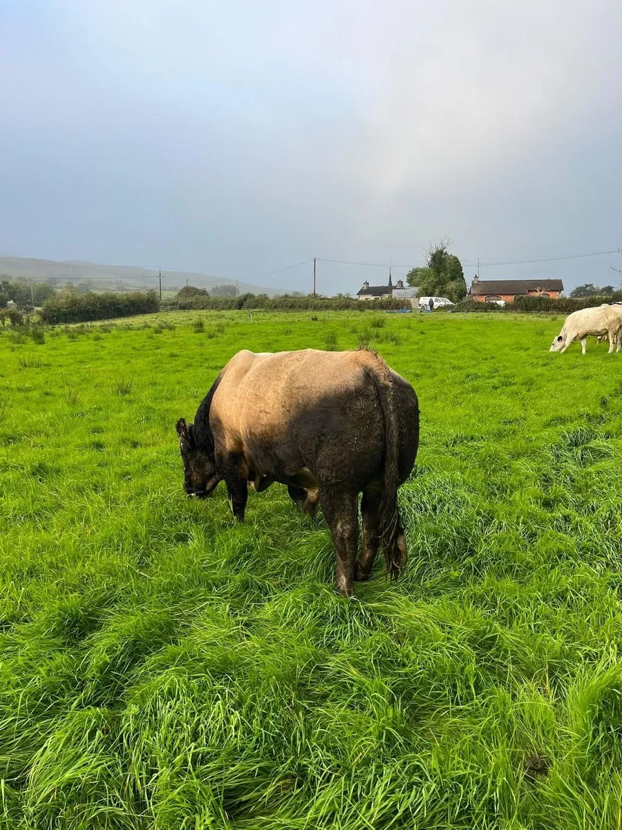 Bull - Image 4