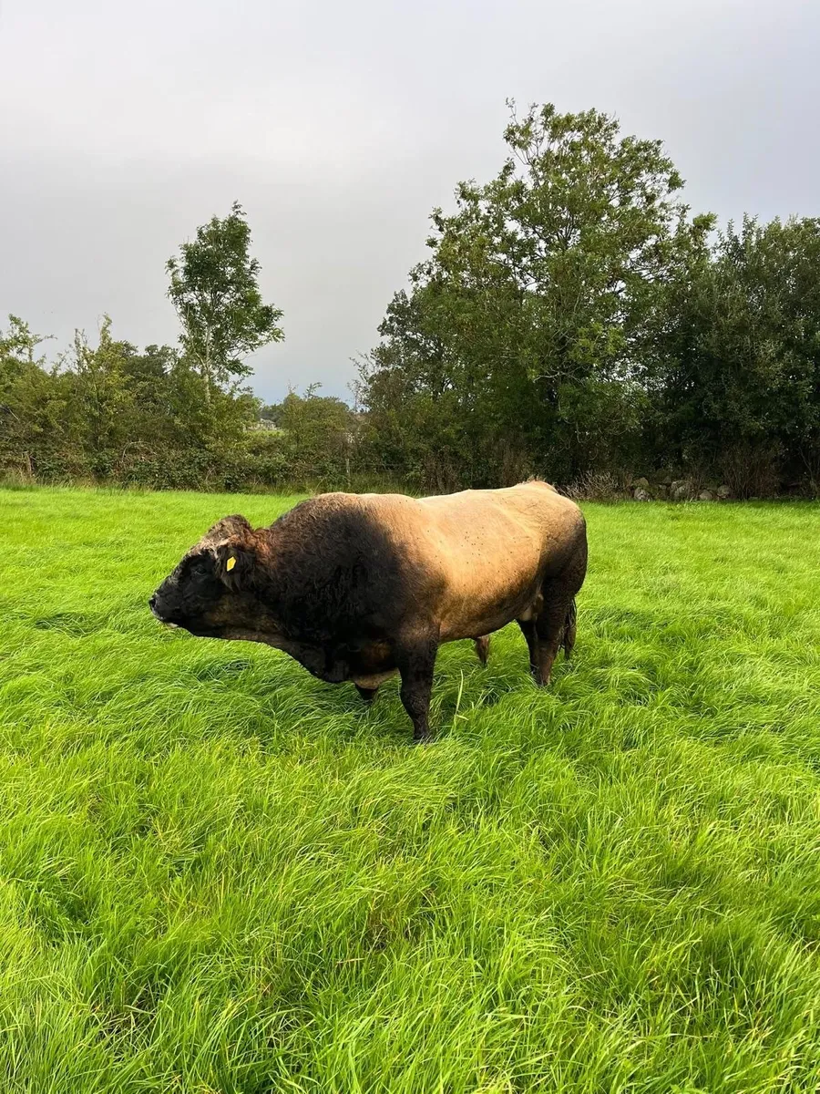 Bull - Image 1