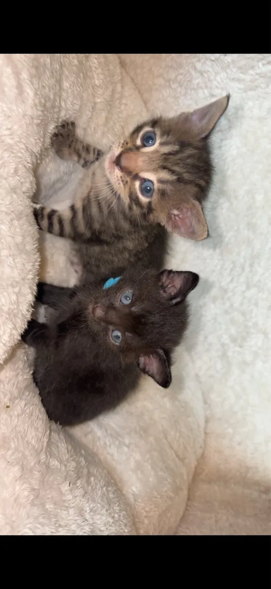 Kittens - Image 2