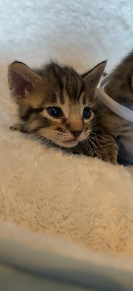 Kittens - Image 3