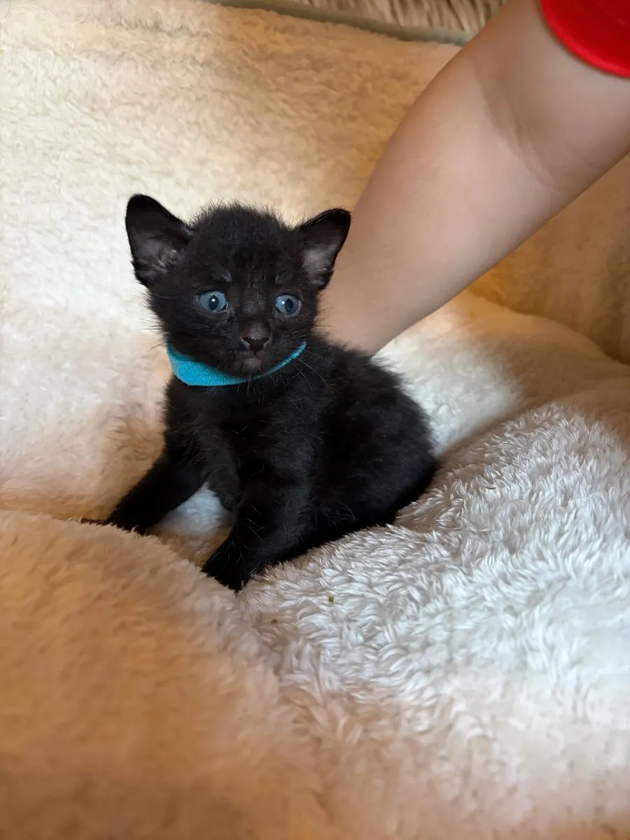 Kittens - Image 4