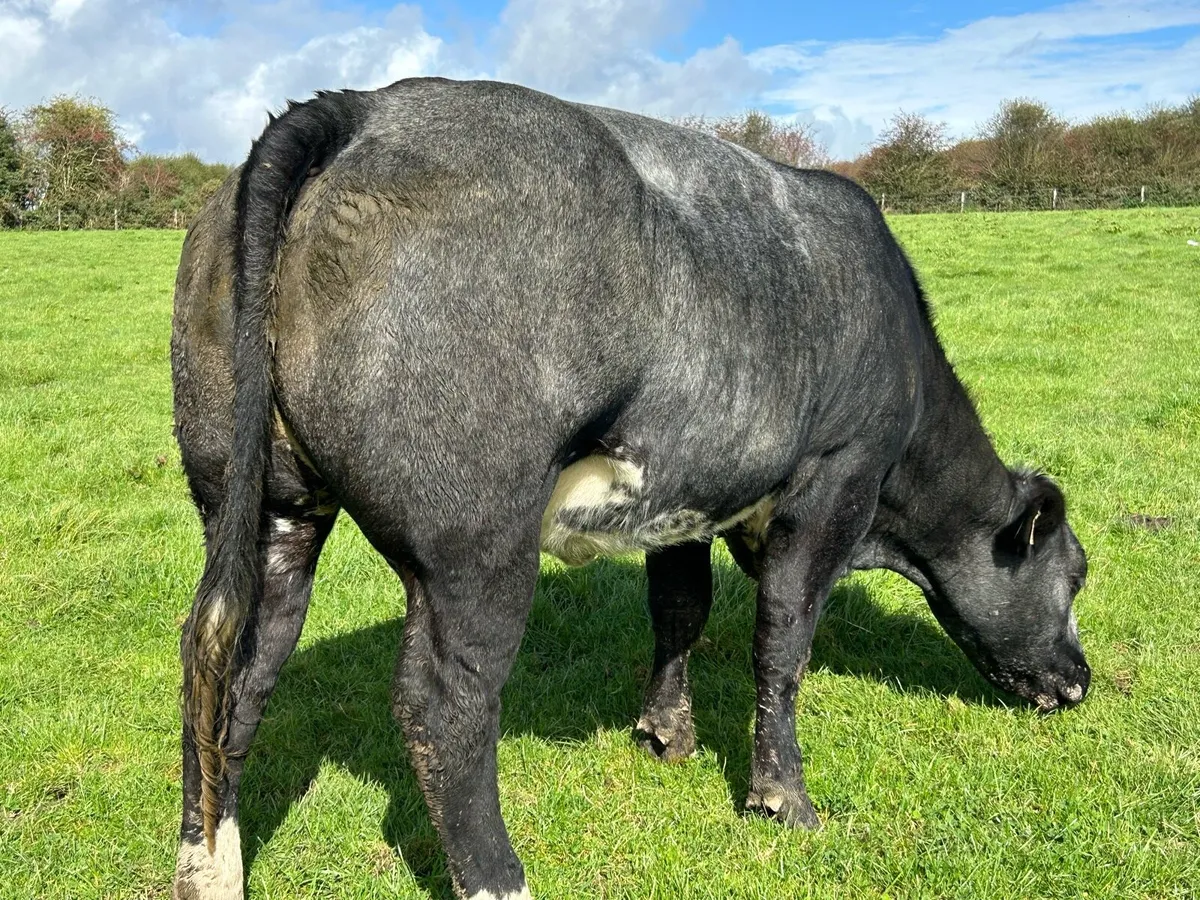 BLUE BREEDING HEIFERS - Image 1