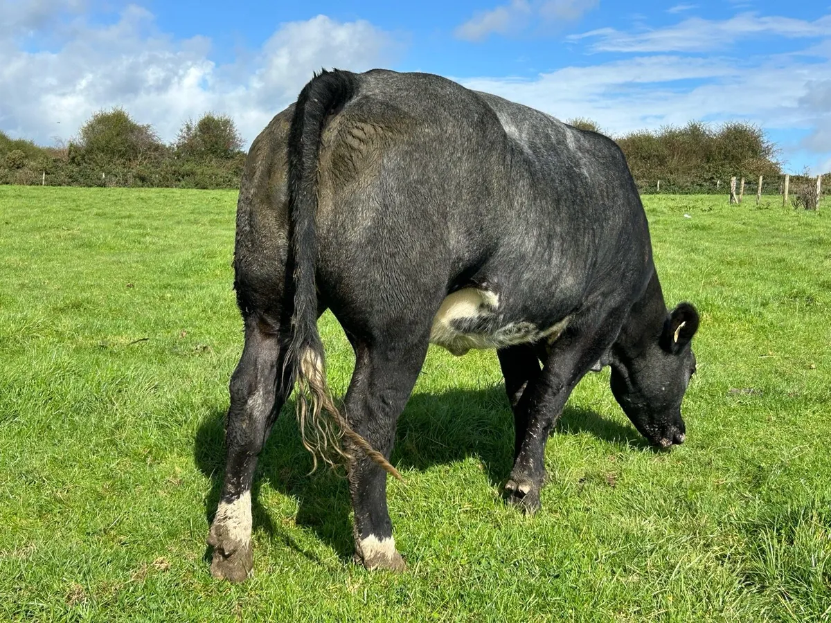 BLUE BREEDING HEIFERS - Image 2