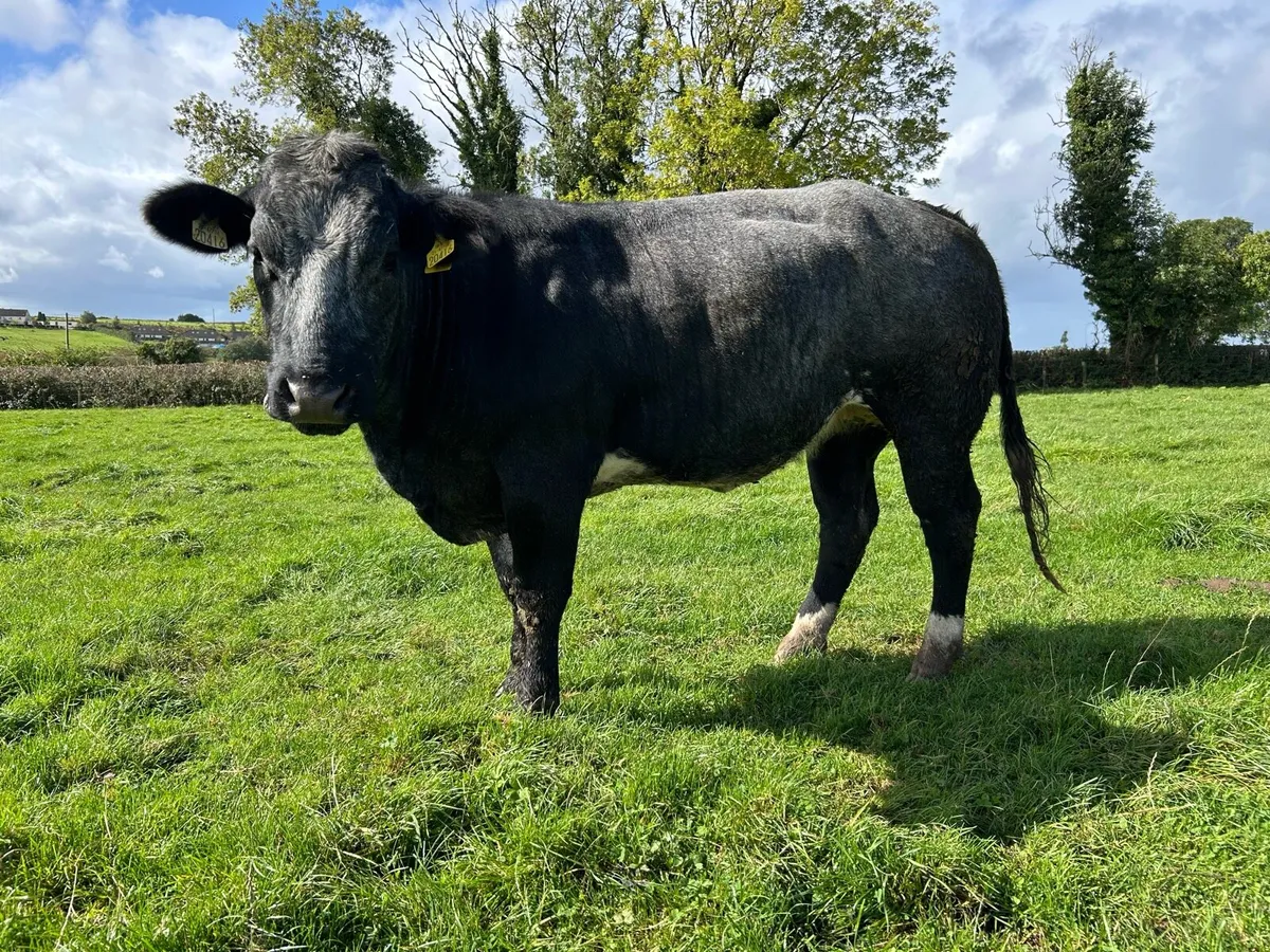 BLUE BREEDING HEIFERS - Image 3
