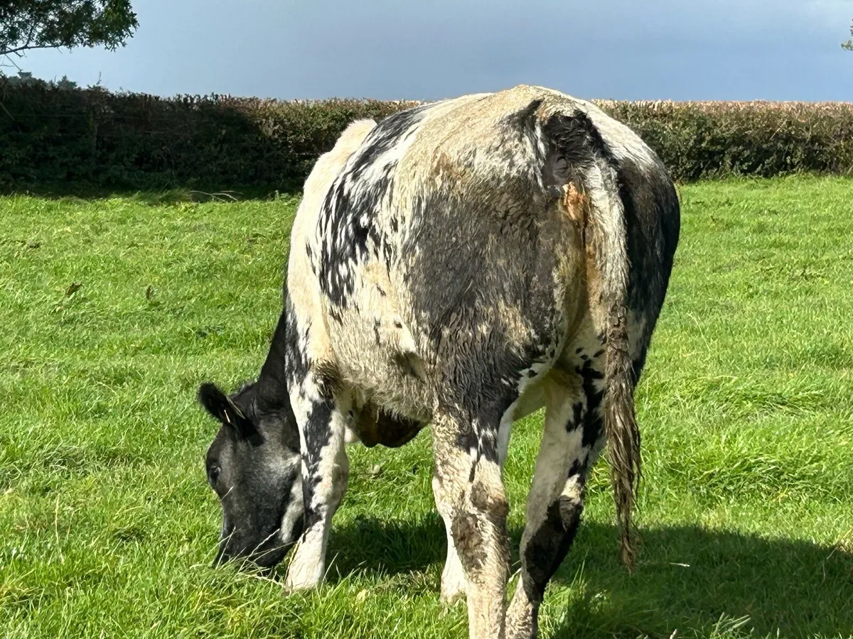 BLUE BREEDING HEIFERS - Image 4