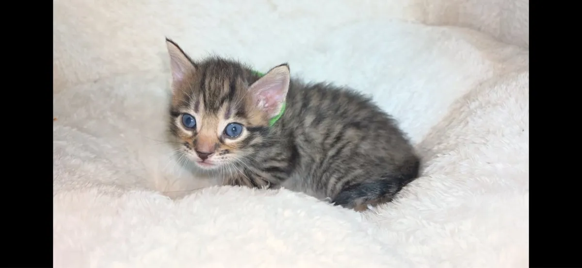Kittens - Image 1