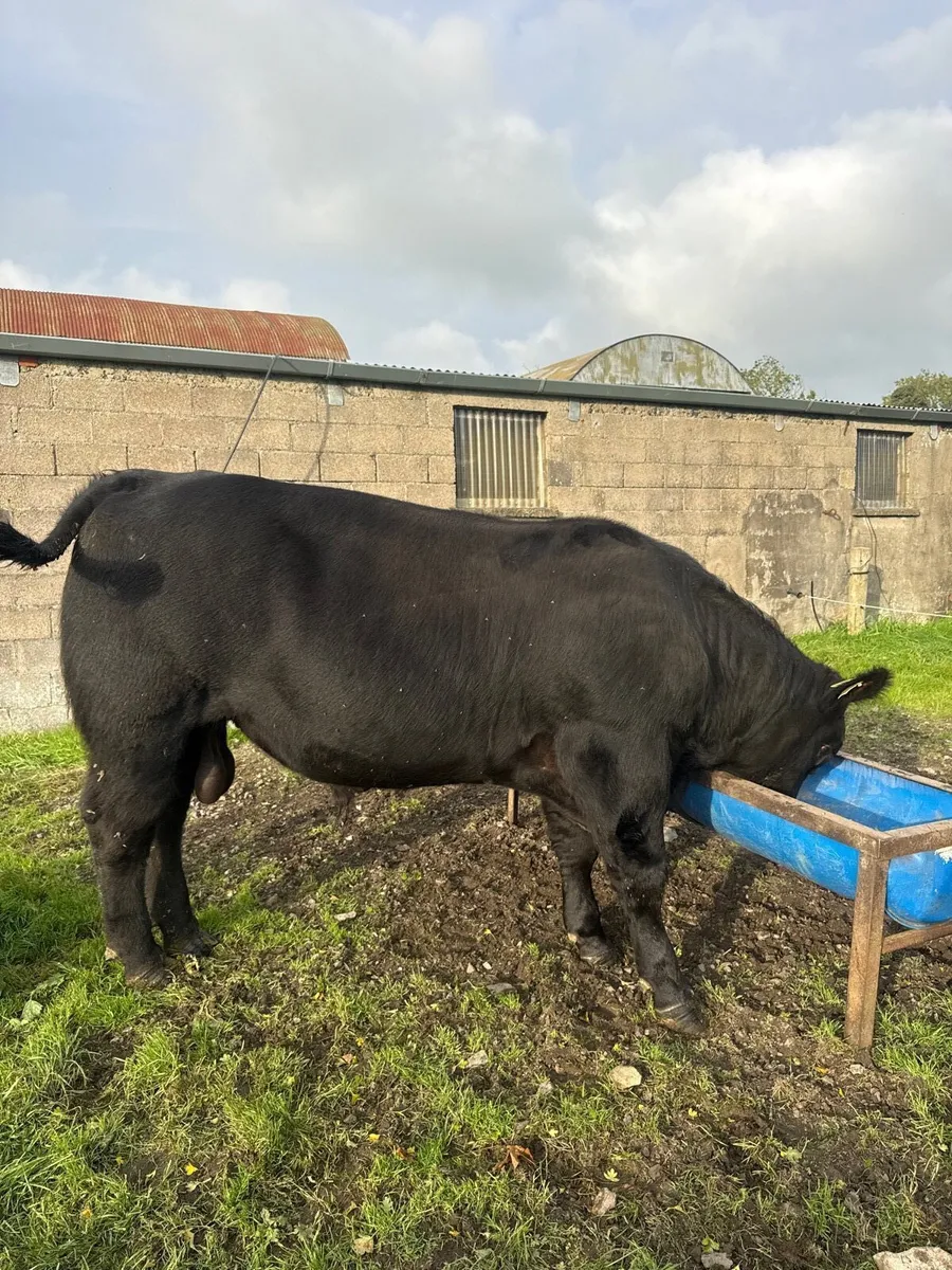 Purebred Angus bulls - Image 1