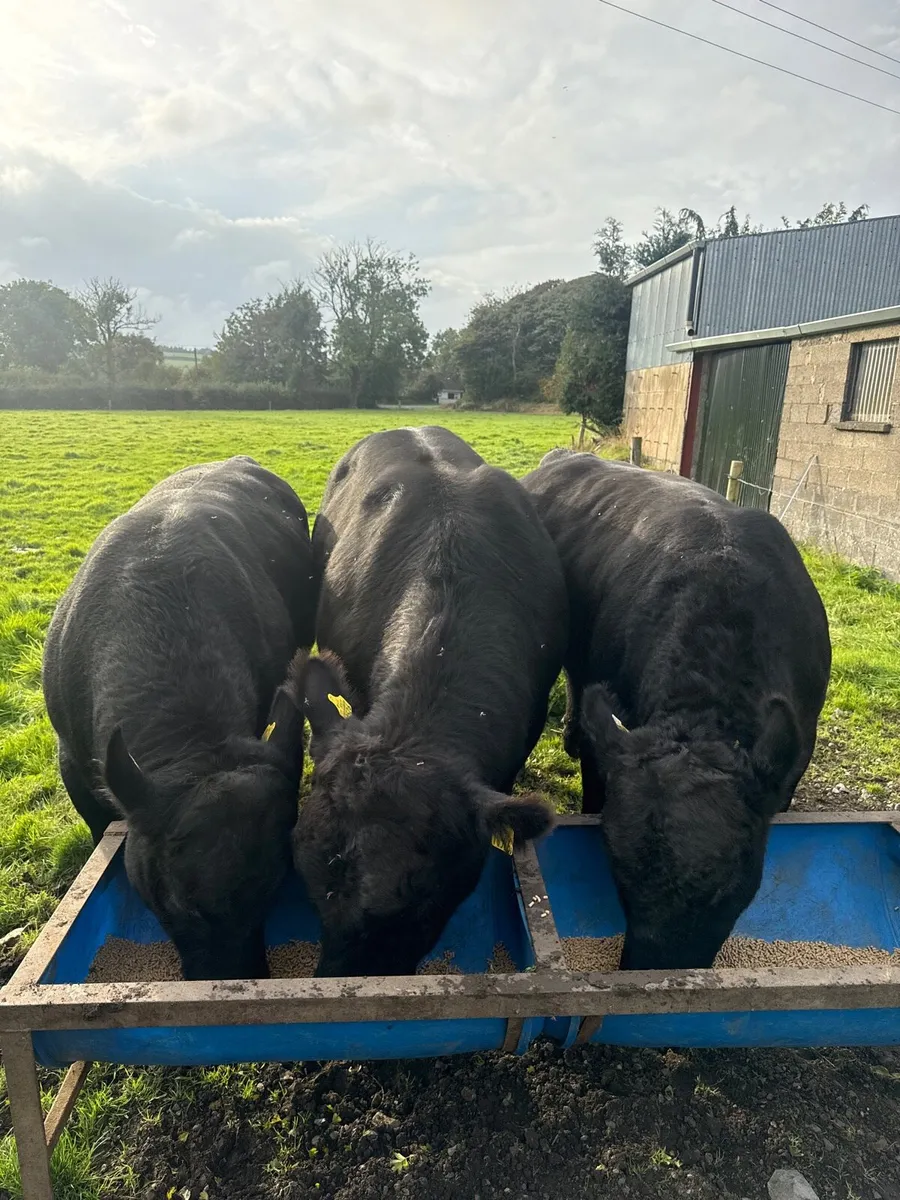 Purebred Angus bulls - Image 2