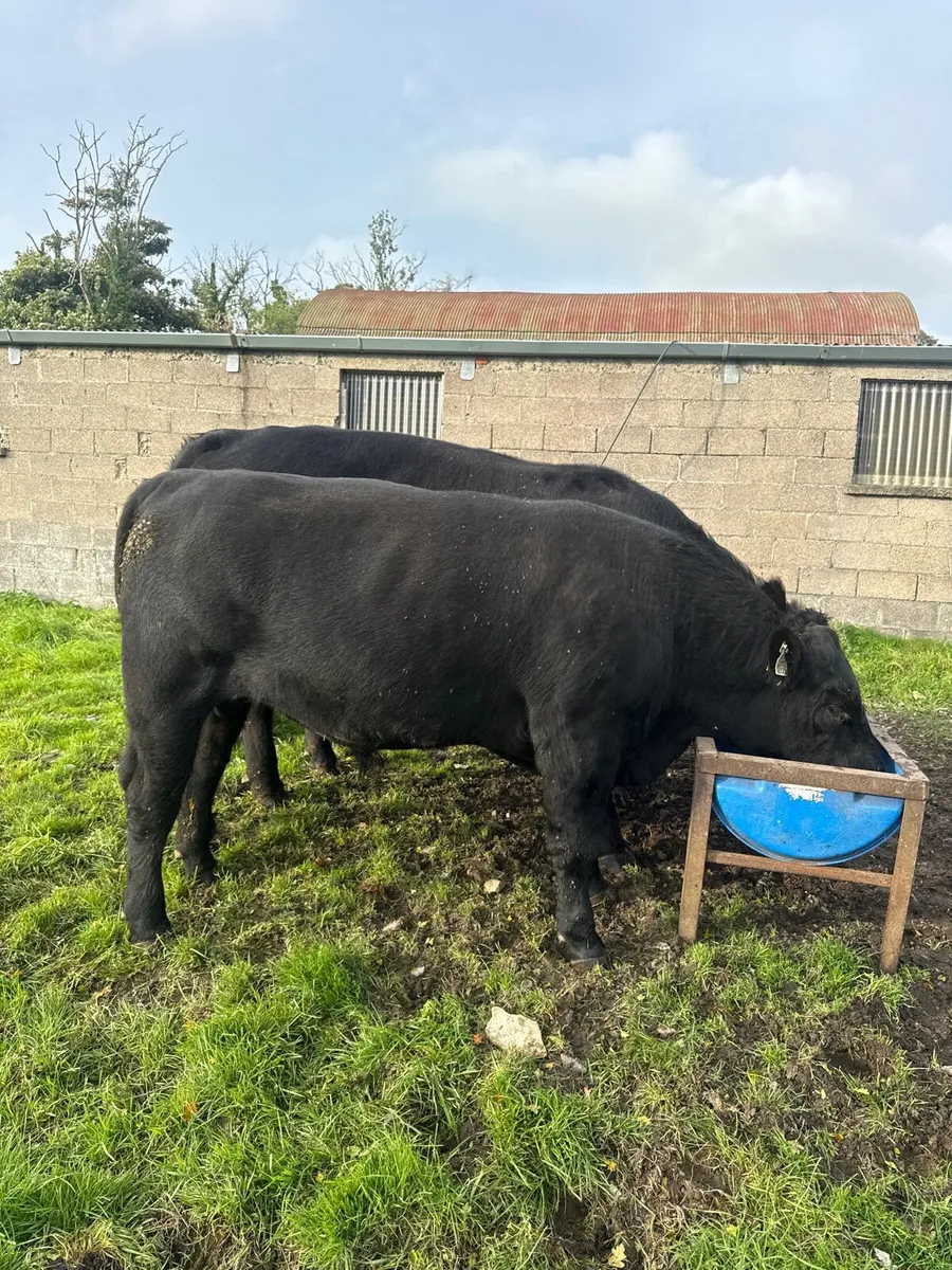 Purebred Angus bulls - Image 3