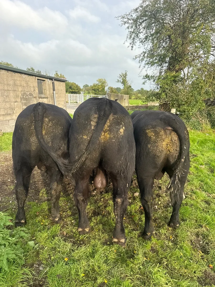 Purebred Angus bulls - Image 4