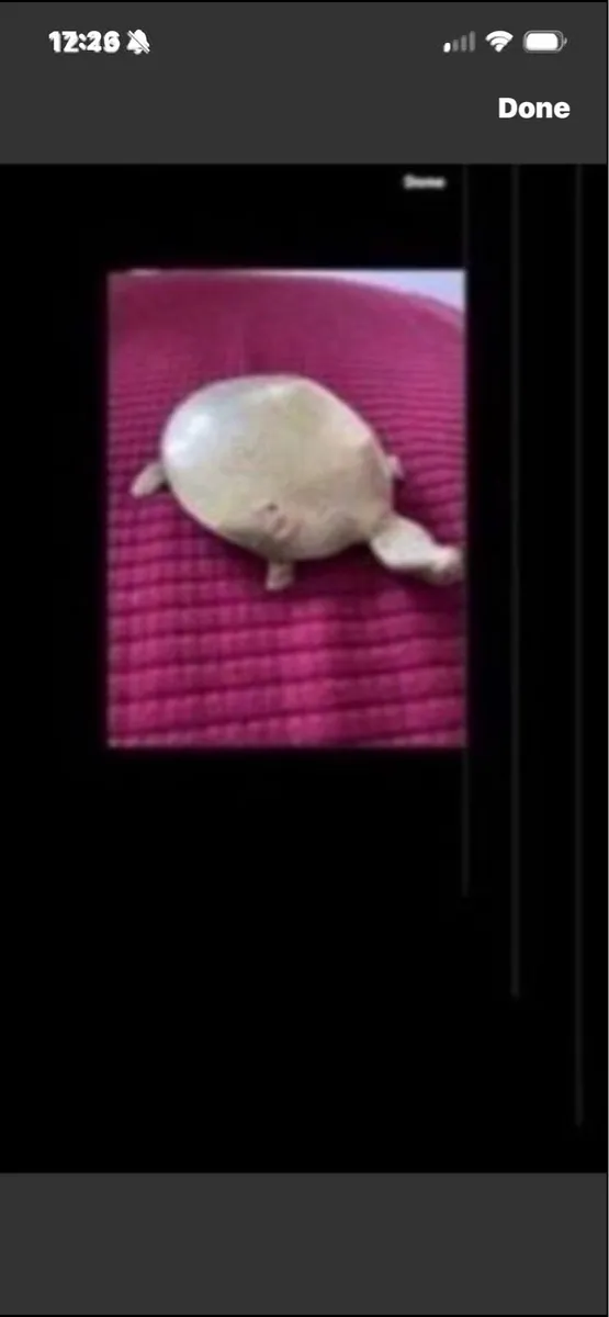 Brass Turtle Display/ Paperweight - Image 2