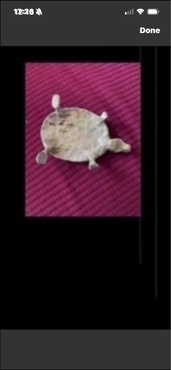 Brass Turtle Display/ Paperweight - Image 3
