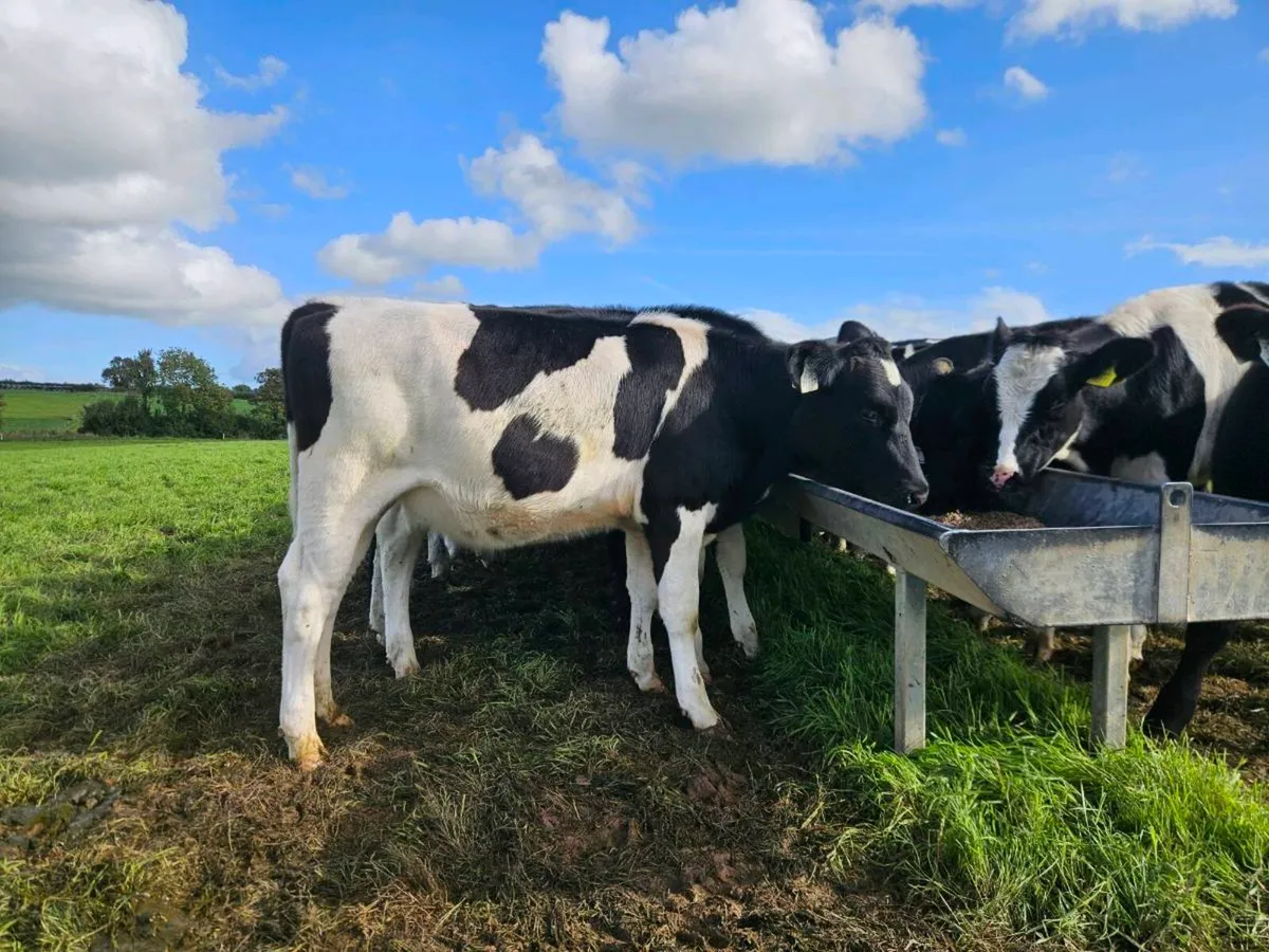 3 pbnr British heifers - Image 1