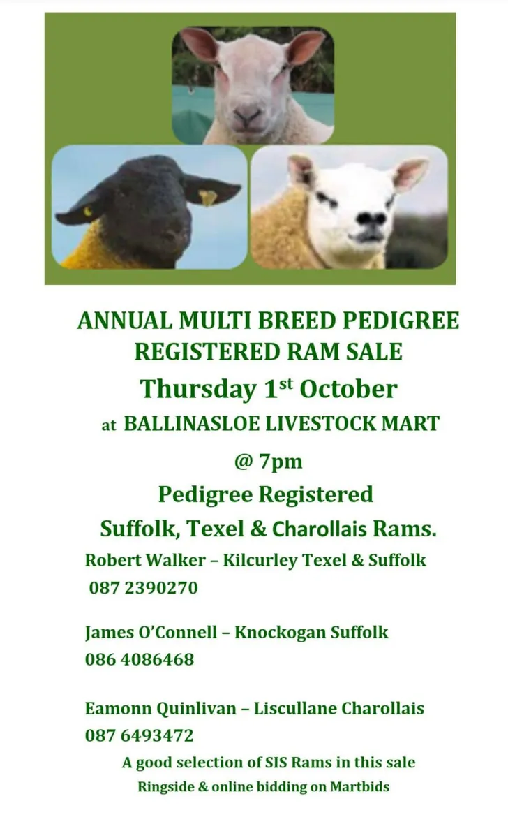Multibreed Ram Sale