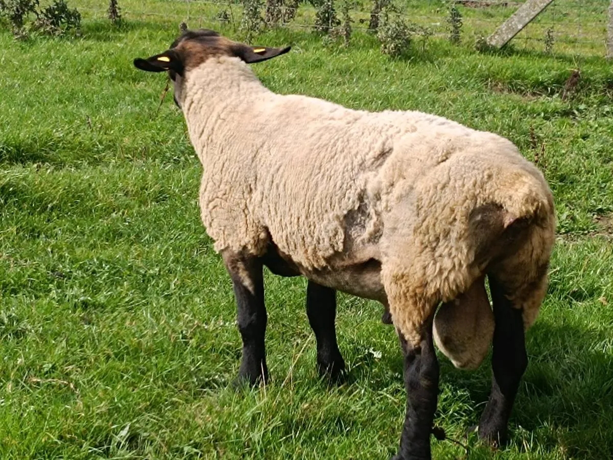 Suffolk/Charolais Rams - Image 2