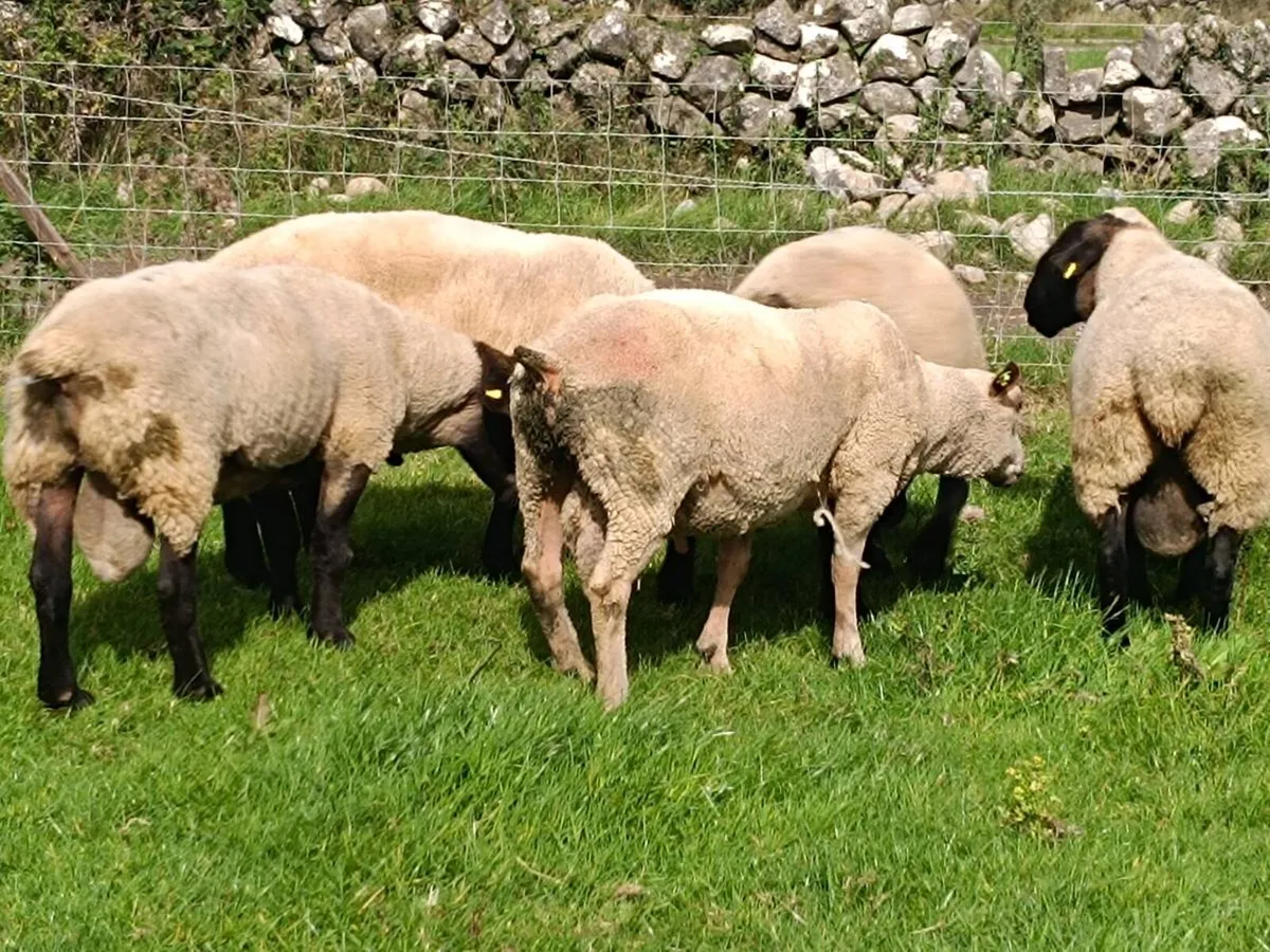 Suffolk/Charolais Rams - Image 1