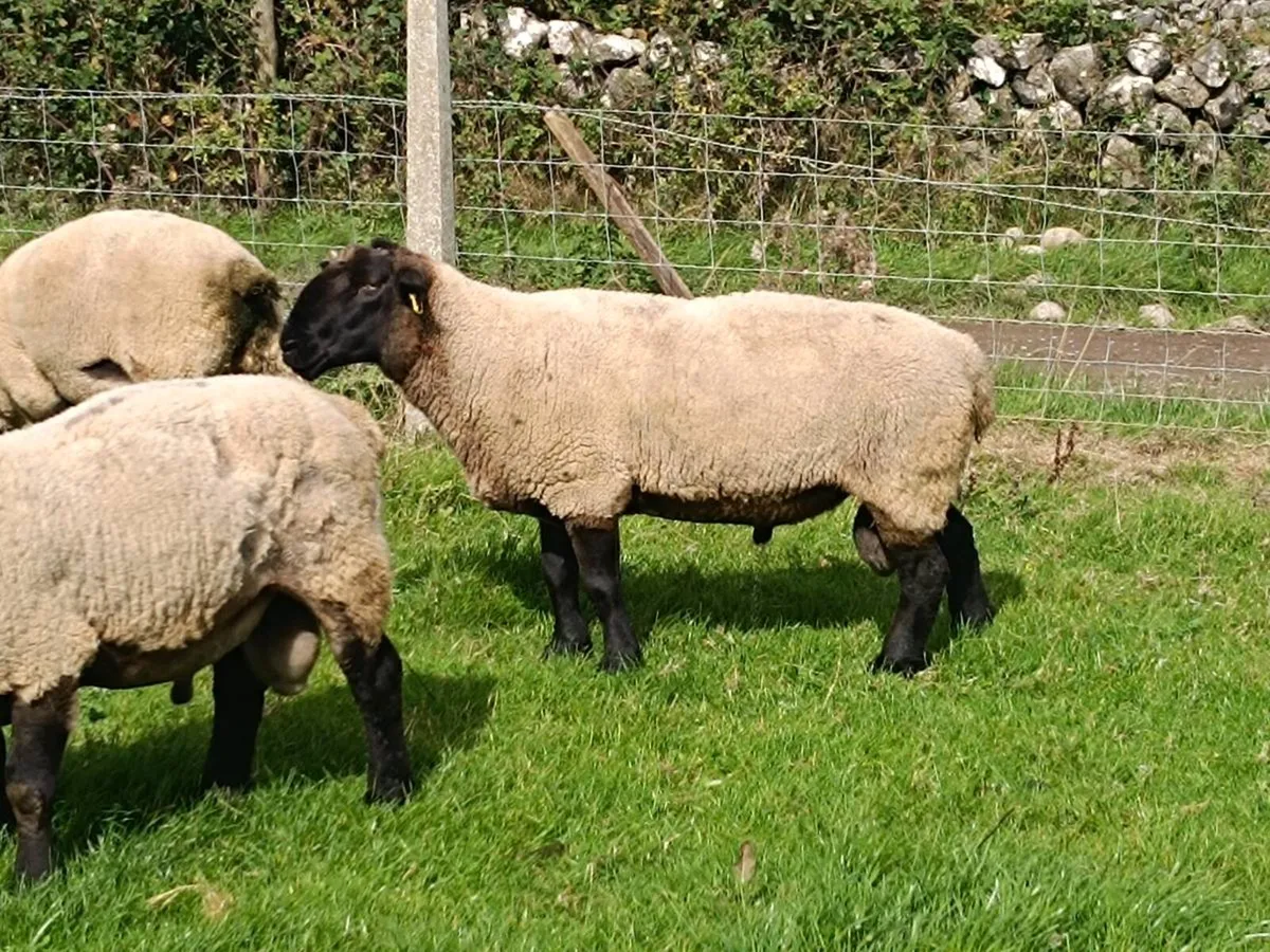 Suffolk/Charolais Rams - Image 3