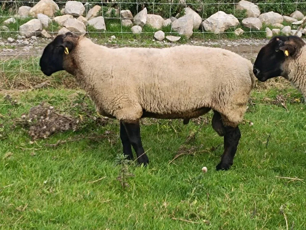 Suffolk/Charolais Rams - Image 4