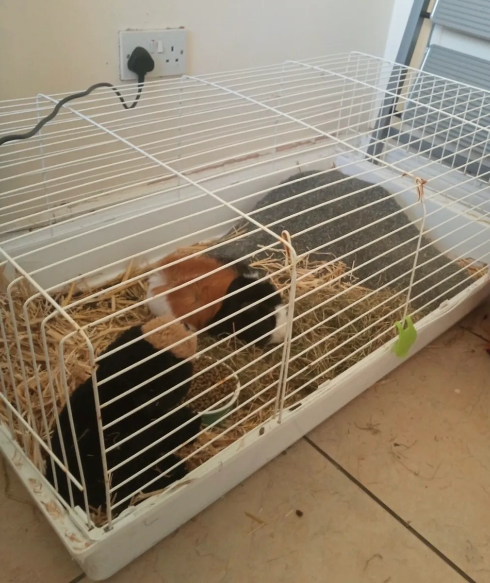 Guinea pig male - Image 2