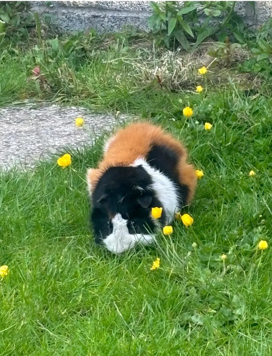 Guinea pig male - Image 1
