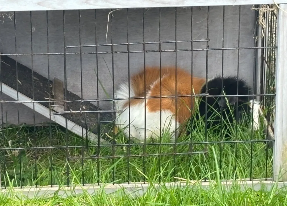 Guinea pig male - Image 3