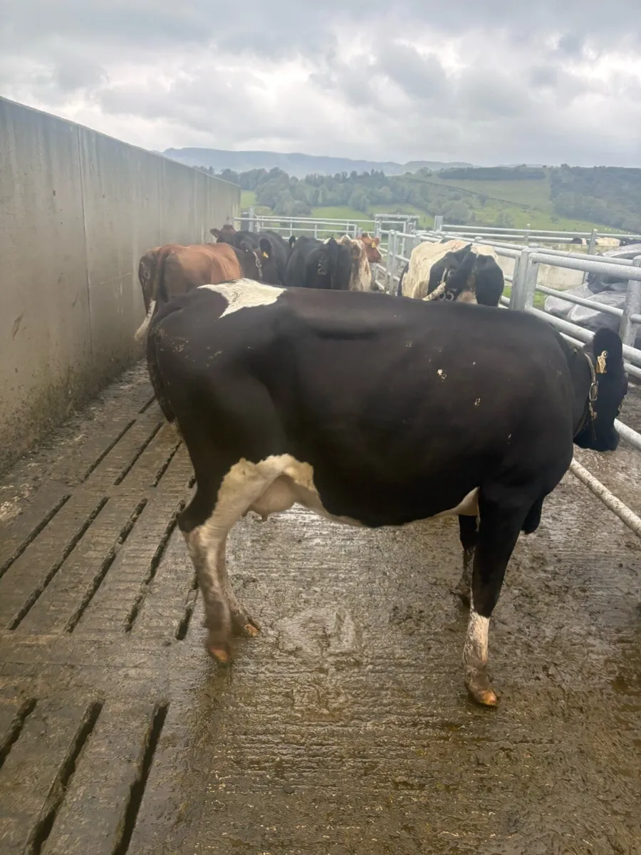 Young empty xbred in milk cows for sale - Image 2
