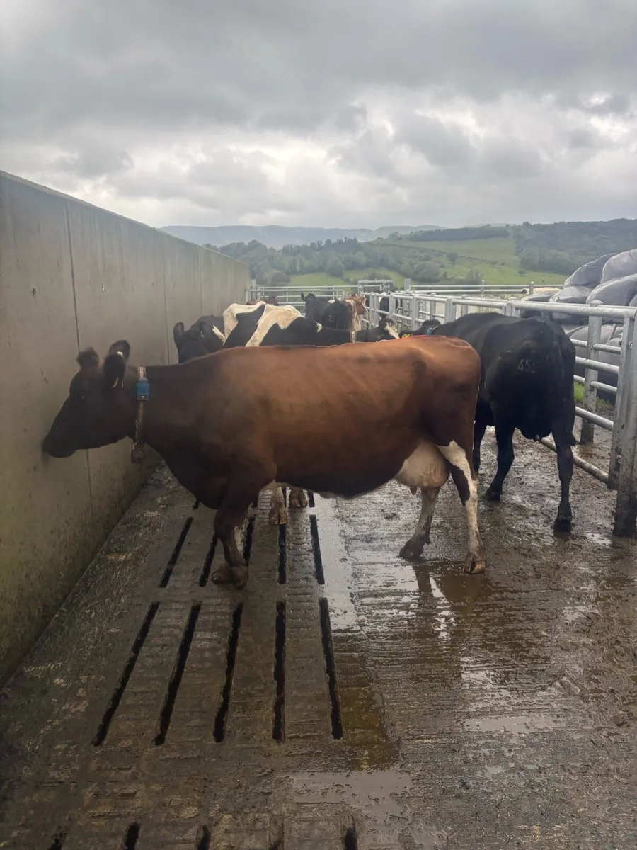 Young empty xbred in milk cows for sale - Image 3