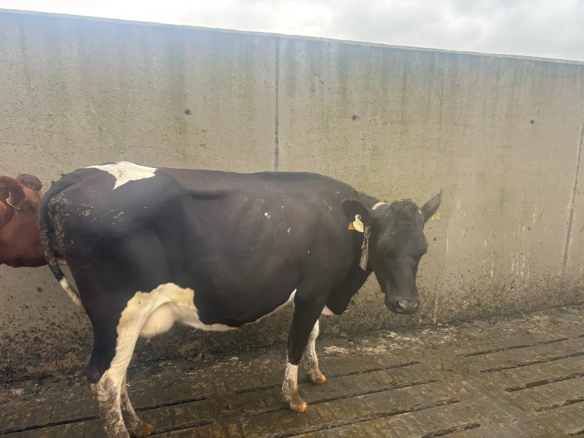 Young empty xbred in milk cows for sale - Image 4
