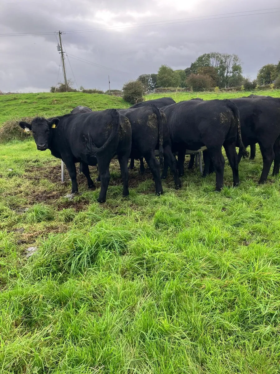 Angus Heifers - Image 1