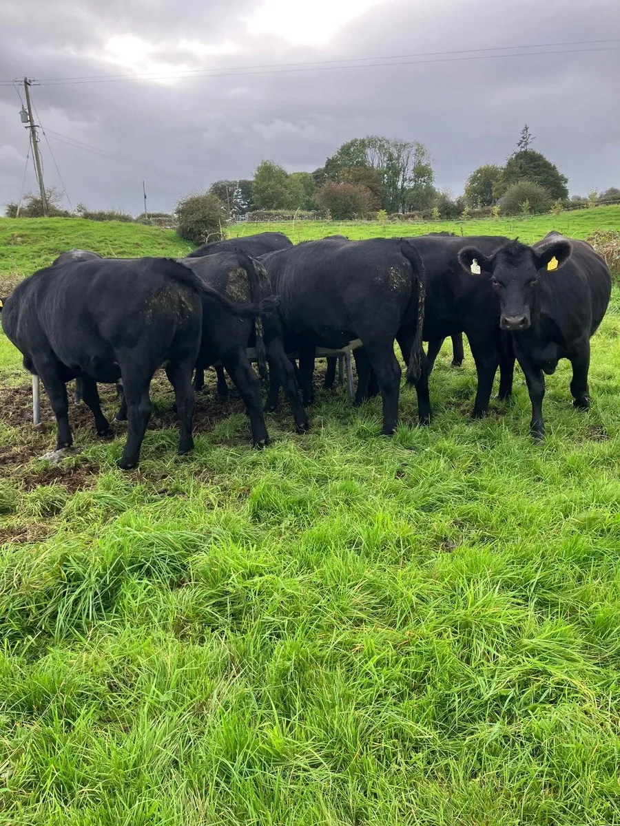 Angus Heifers - Image 2