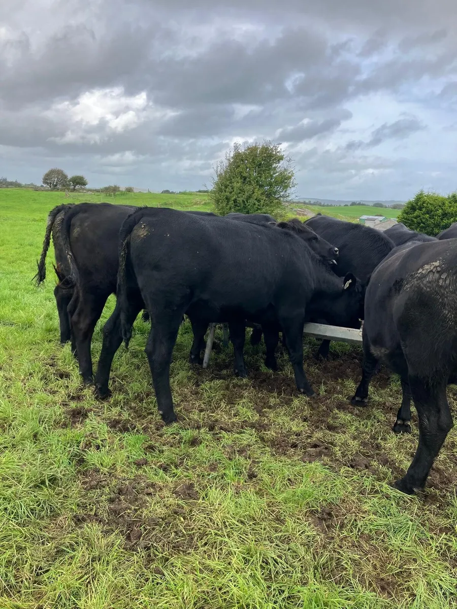Angus Heifers - Image 3
