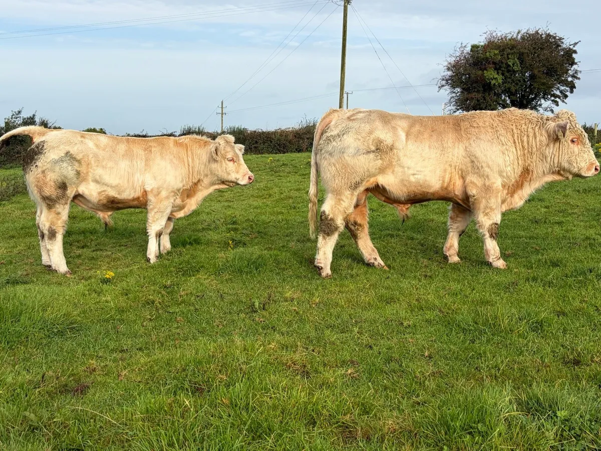 2 PBR Charolais Bulls - Castlerea Mart 8th Oct - Image 1