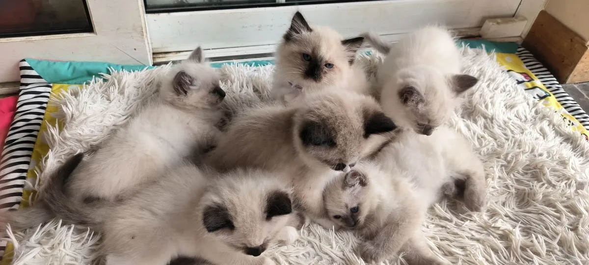 purebred ragdoll kittens - Image 1