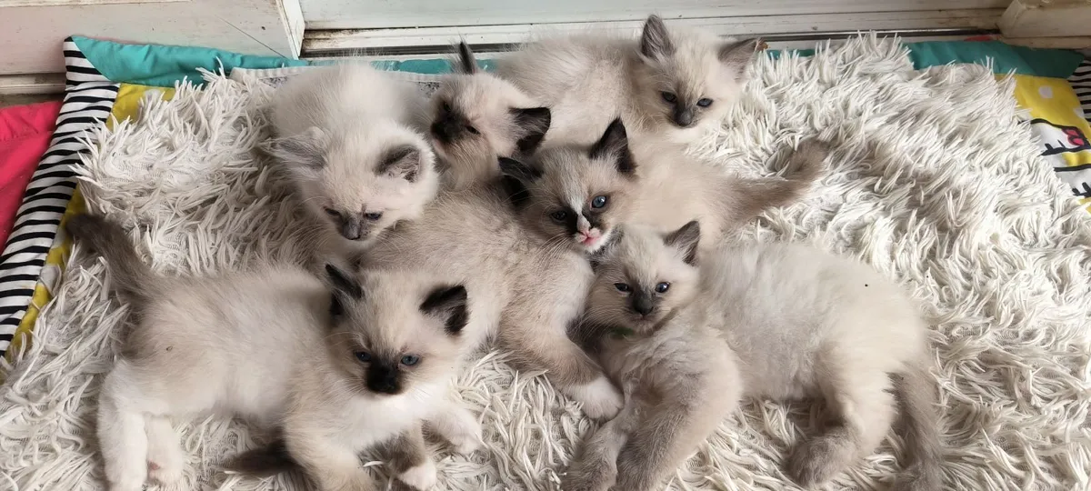 purebred ragdoll kittens - Image 2