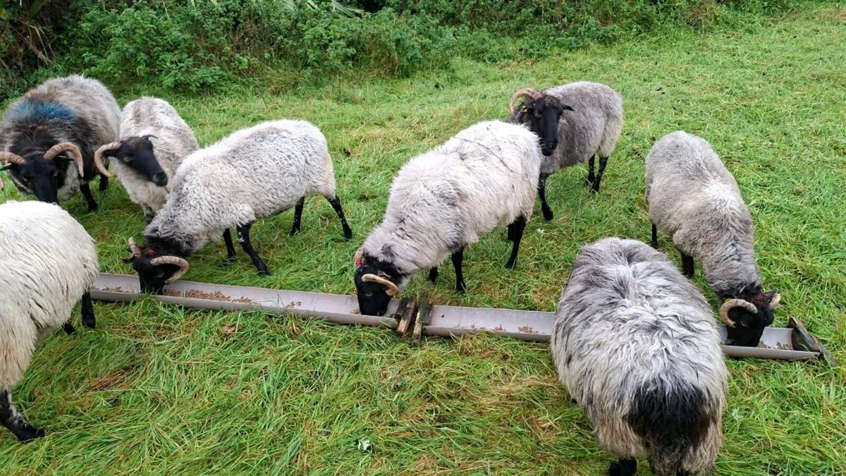 Old Ewes - Image 2