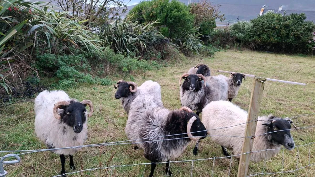 Old Ewes - Image 3
