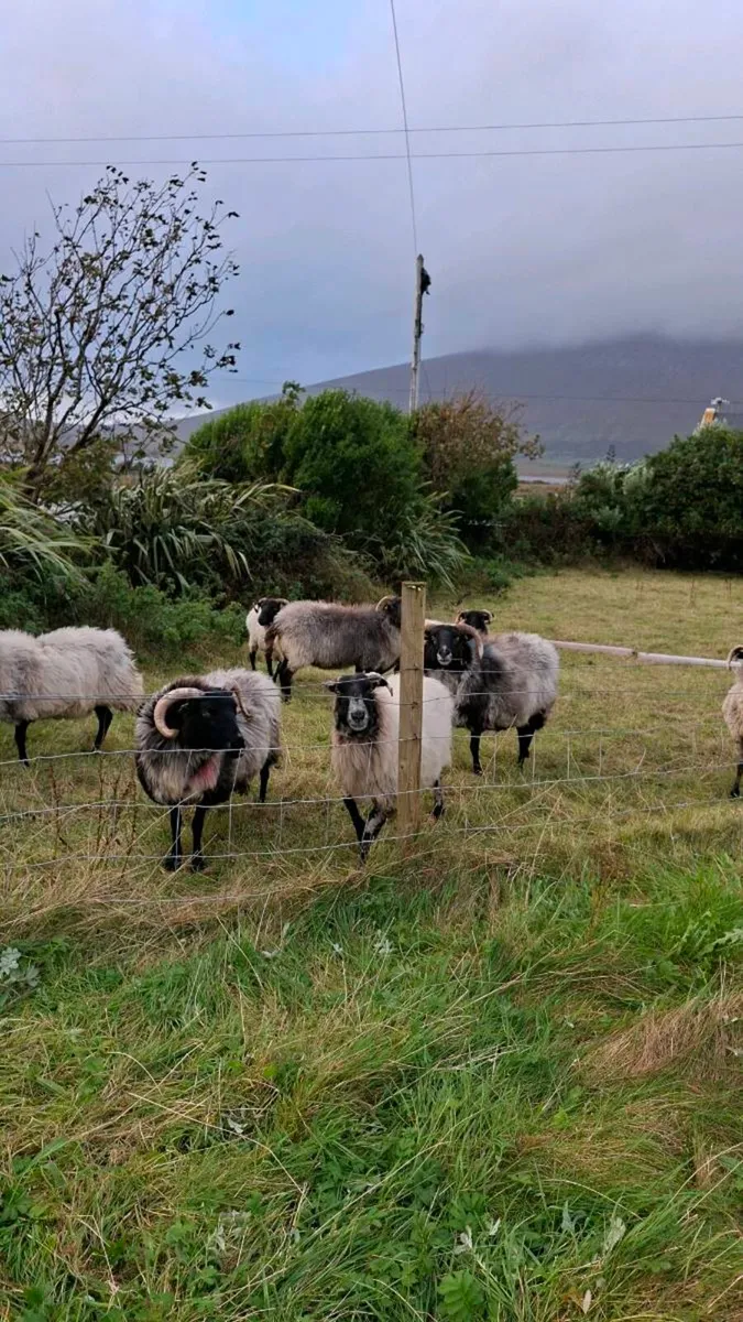 Old Ewes - Image 4