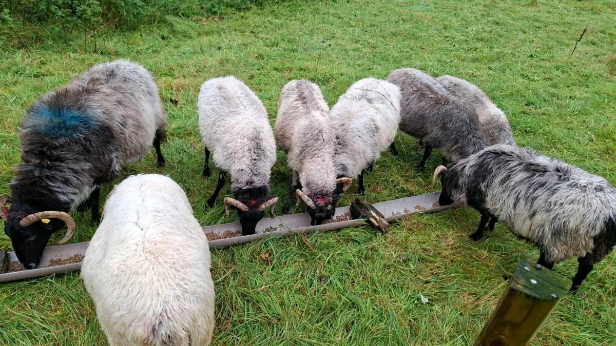 Old Ewes - Image 1