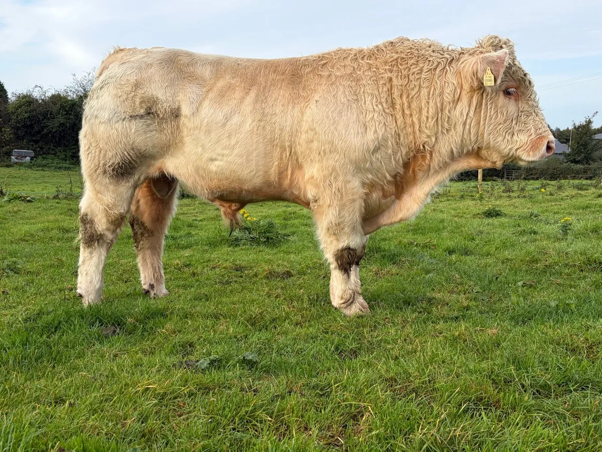 2 PBR Charolais Bulls - Castlerea Mart 8th Oct - Image 2