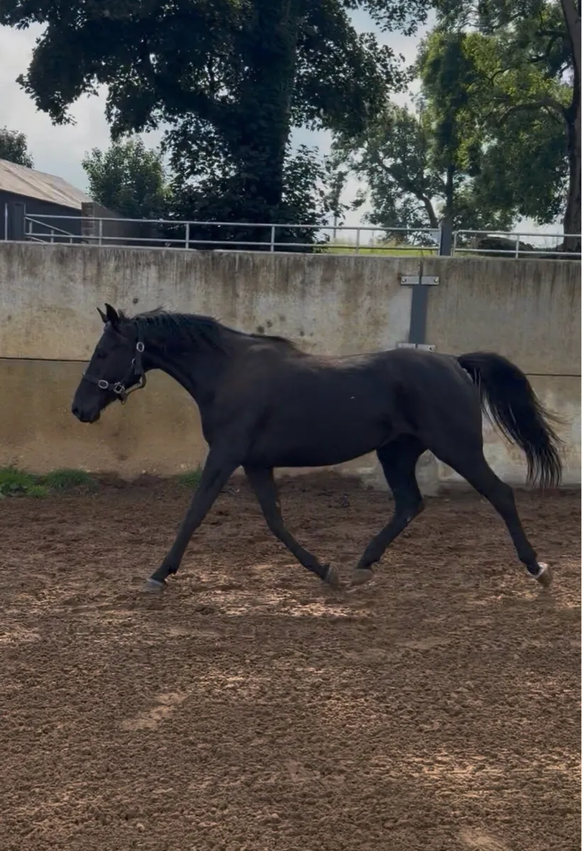 Gelding by Cormint - Image 3