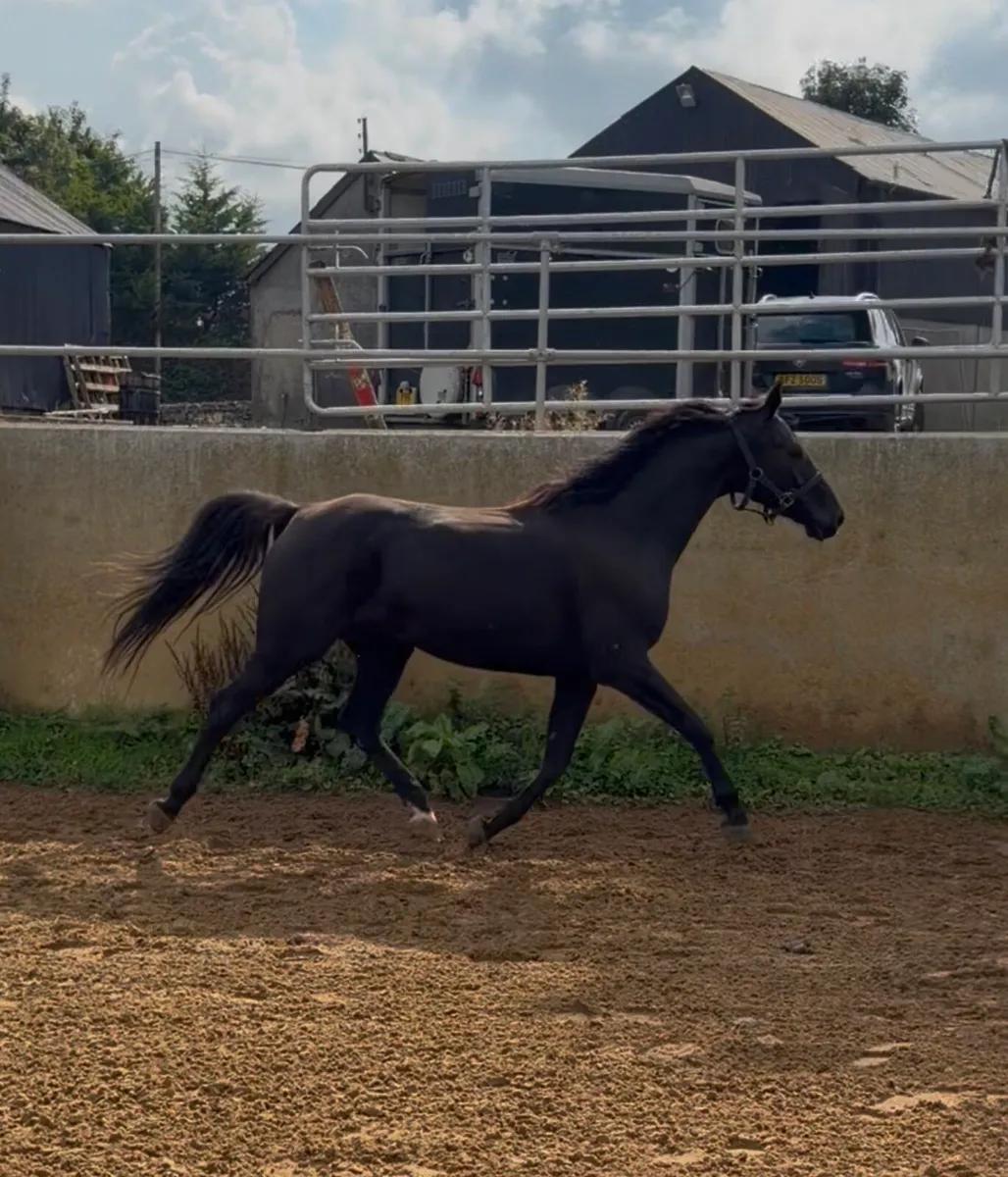 Gelding by Cormint - Image 4