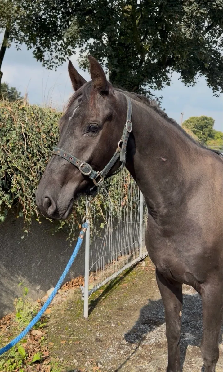 Gelding by Cormint - Image 1
