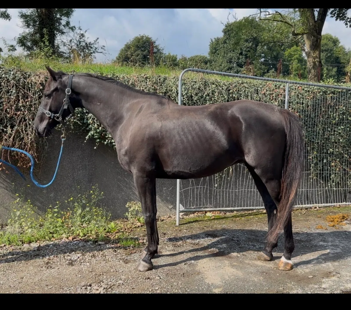 Gelding by Cormint - Image 2