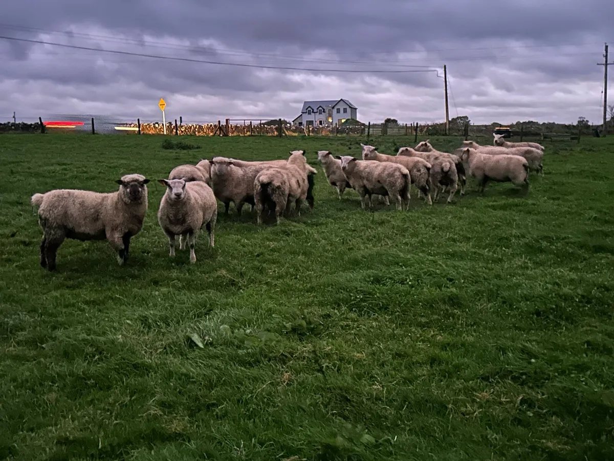 Pbnr charrolaois and vedeen ram lambs - Image 2