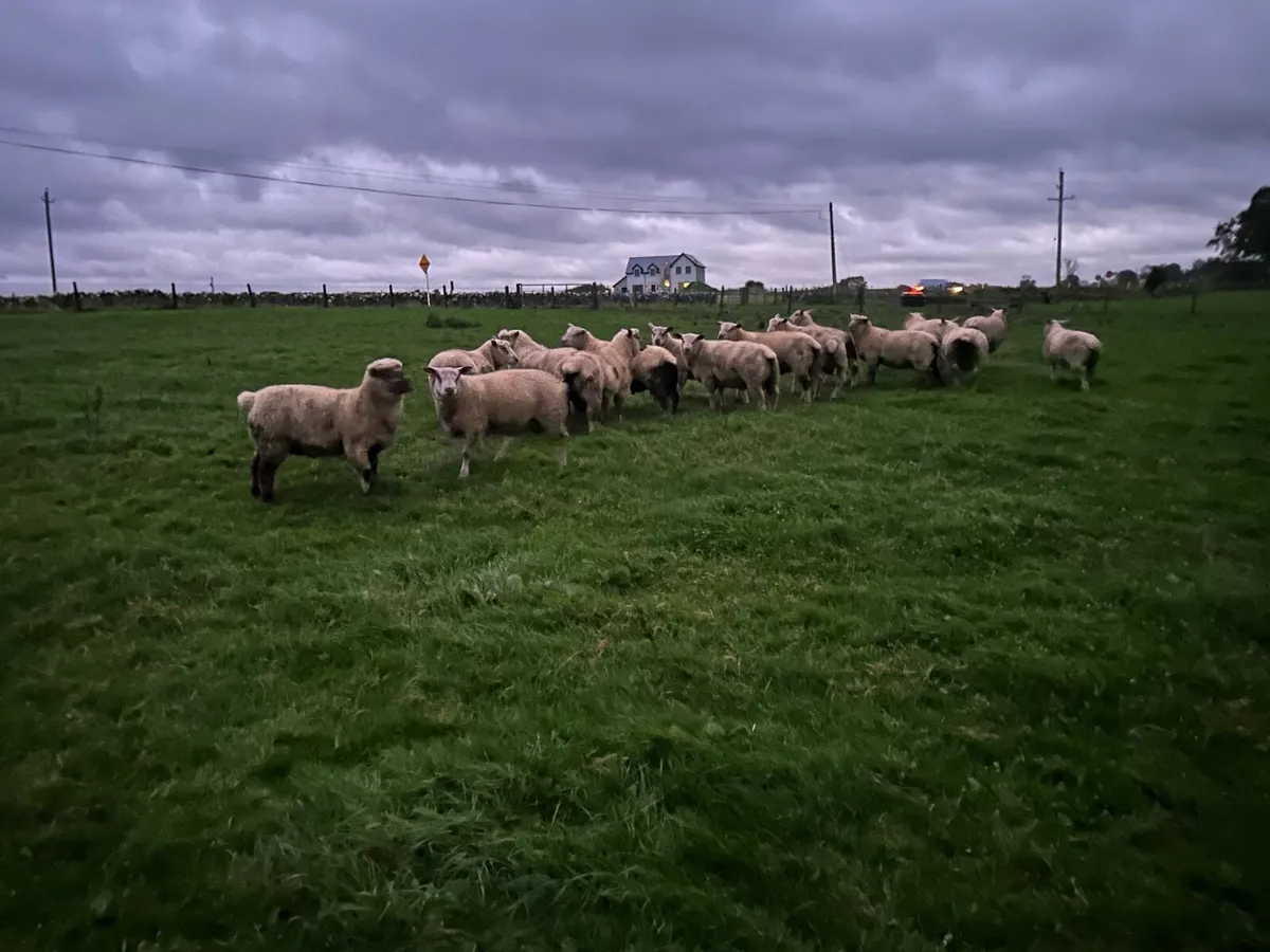 Pbnr charrolaois and vedeen ram lambs - Image 3