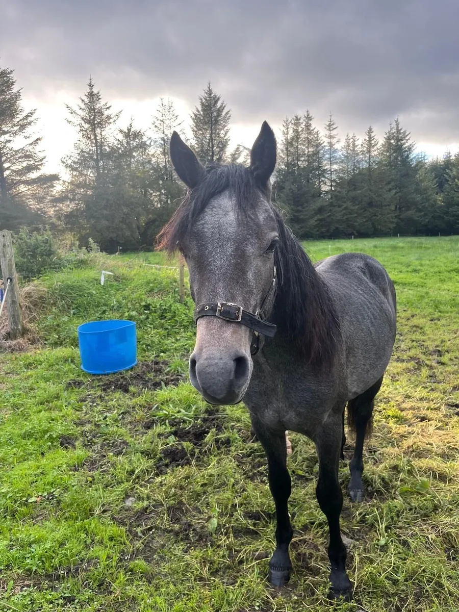 Connemara Colt - Image 2
