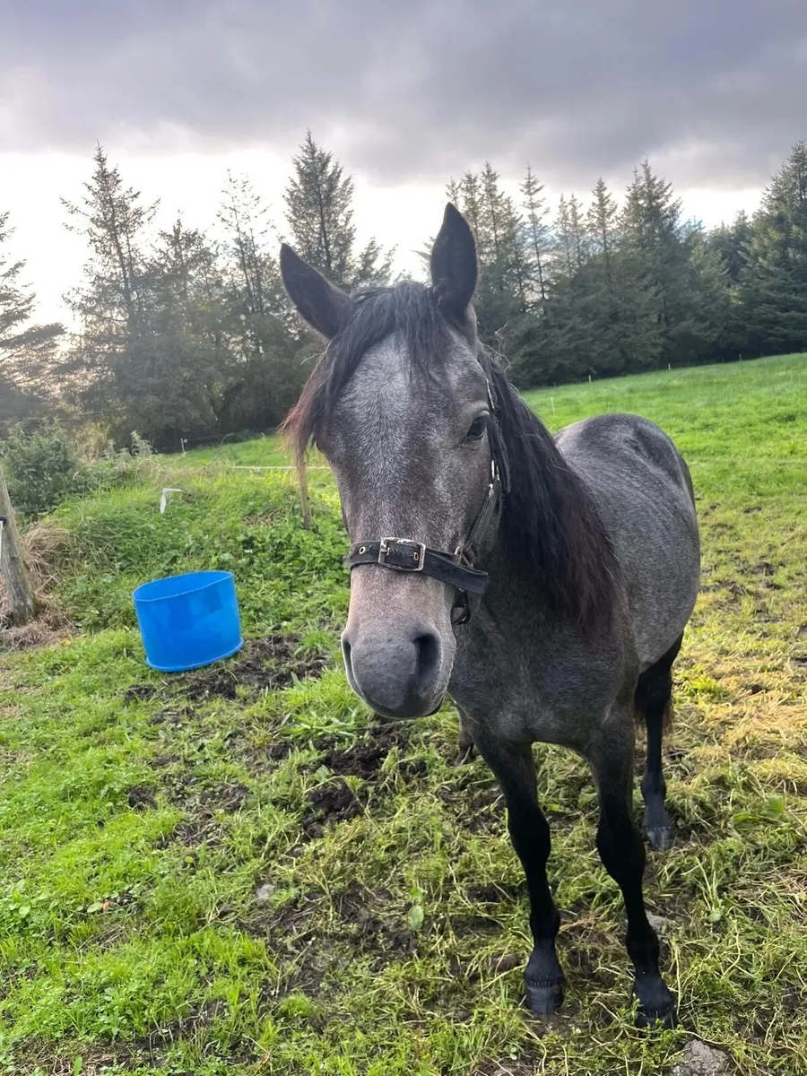 Connemara Colt - Image 3