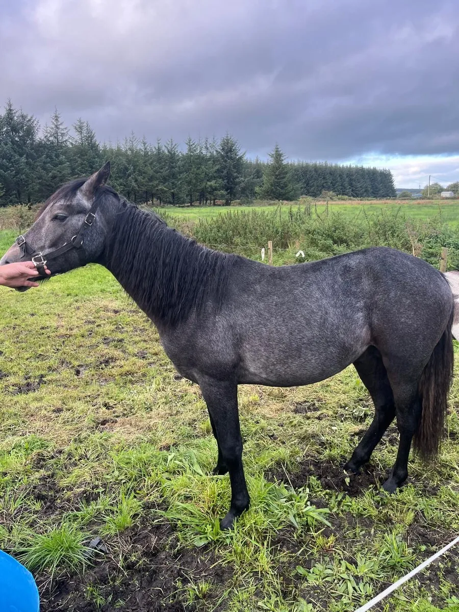 Connemara Colt - Image 1