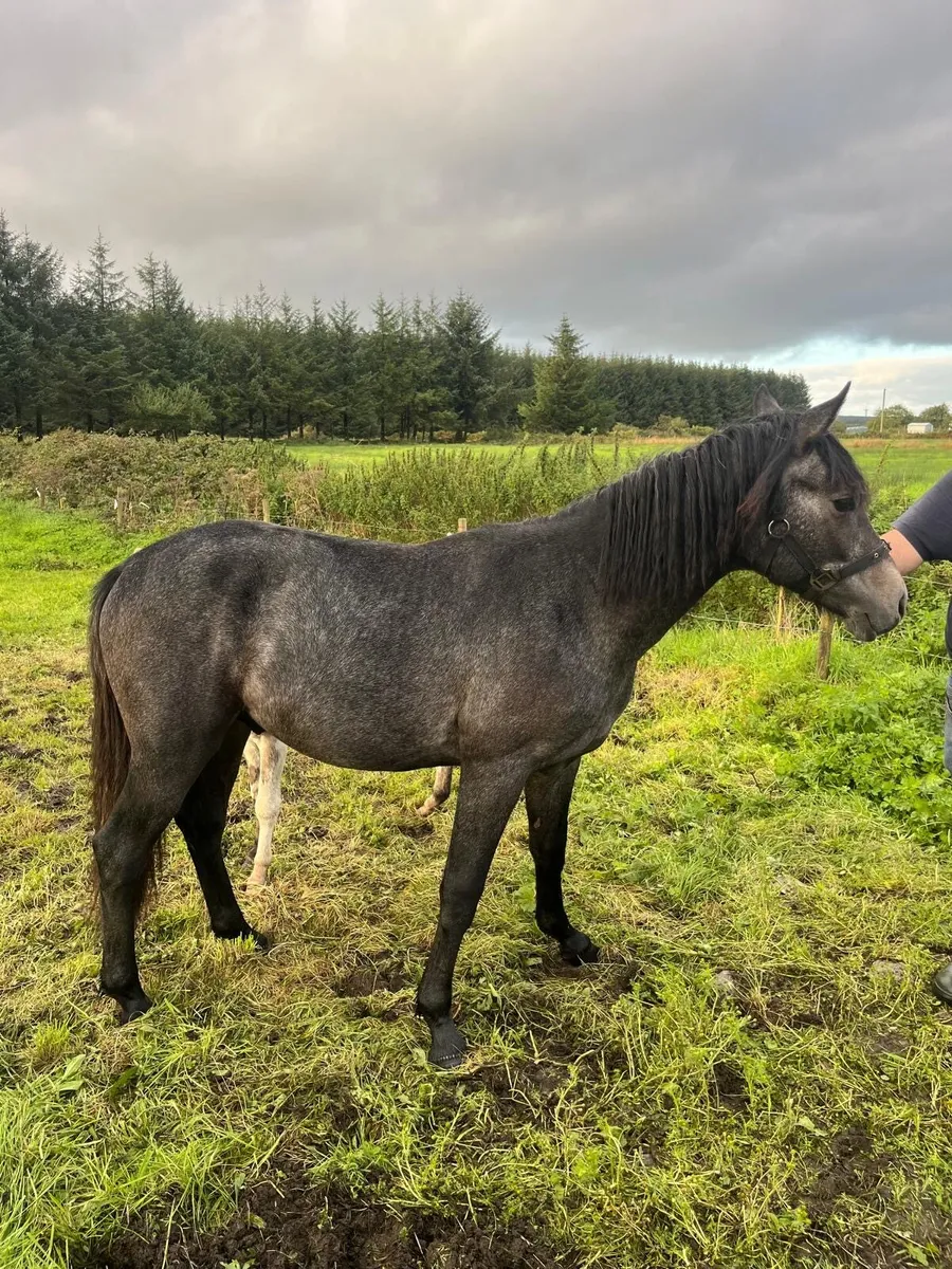 Connemara Colt - Image 4